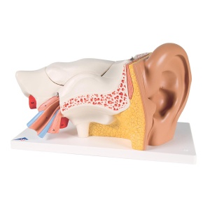 MÔ HÌNH GIẢI PHẪU TAI, 3 LẦN KÍCH THƯỚC THẬT, 6 PHẦN